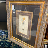 "Crocus Masiacu" Botanical Framed Art