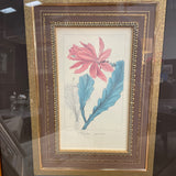 "Cactus Speciosus" Botanical Framed Art