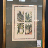 Les Plantes Potageres, Peas Framed Art