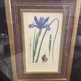 "Iris Xiphium" Botanical Framed Art