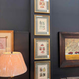 Les Plantes Potageres, Squash Framed Art