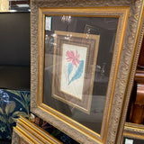 "Cactus Speciosus" Botanical Framed Art