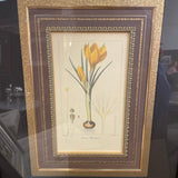"Crocus Masiacu" Botanical Framed Art