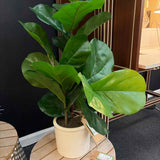 Faux Fig Plant